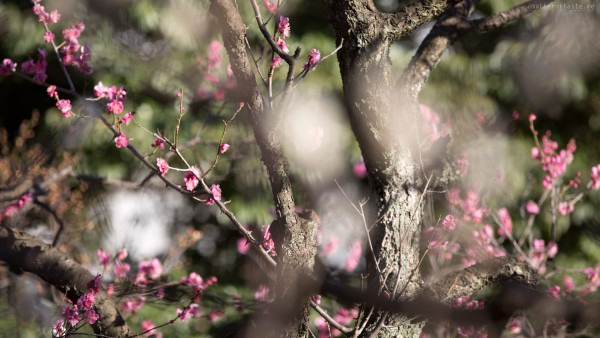 Plum blossoms Tokyo 2015